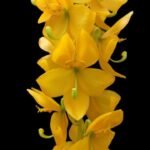 Cycnoches herrenhusanum x sib (3.5” pot)