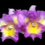 Rlc. Rainbow Pink (2" Pot)