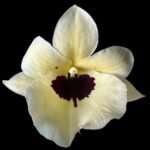 2+ Spikes - Miltoniopsis Ekolu Quintal (Black Gold ‘Red Flare’ x Hoover & Dolly Wills ‘Black Hornet’) (3.5" pot)