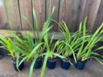 Cymbidium Terrapin Flyer #2 x Portuguese Passion ‘Tudor Snow’ (5" pot) - Image 3