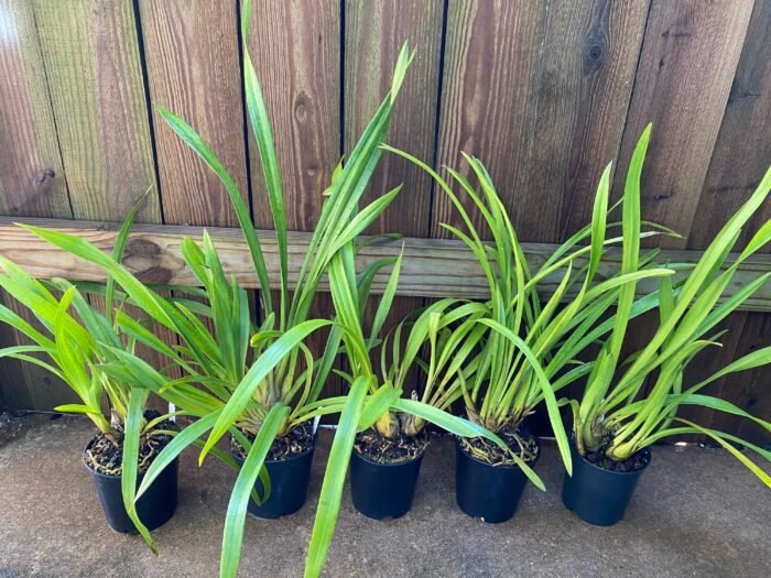 Cymbidium Terrapin Flyer #2 x Portuguese Passion ‘Tudor Snow’ (5" pot) - Image 3