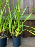 Cymbidium Terrapin Flyer #2 x Portuguese Passion ‘Tudor Snow’ (5" pot) - Image 6