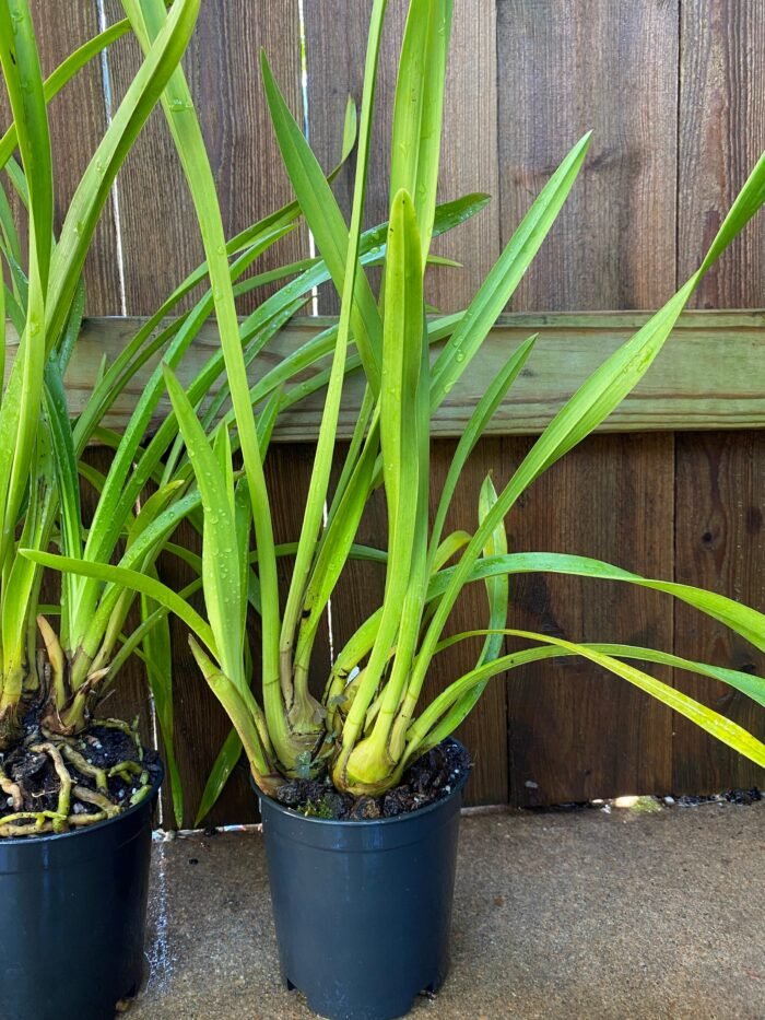 Cymbidium Terrapin Flyer #2 x Portuguese Passion ‘Tudor Snow’ (5" pot) - Image 6