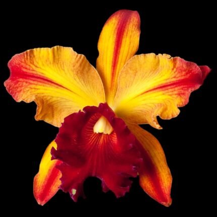 Blc. Toshie Aoki ‘Pizzaz’ (Blc. Faye Miyamoto x Waianae Flare) (3.5” pot)