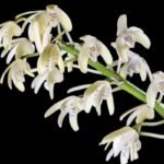 Dendrobium speciosum v. pendunculatum x sib. (3.5” pot)