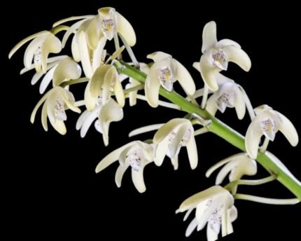 Dendrobium speciosum v. pendunculatum x sib. (3.5” pot)