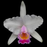 In Bud Fragrant - Cattleya quadricolor (chocoensis) x sib (5” Pot)