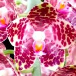 Phalaenopsis gigantea x sib (Silver Leaf, 3” pot)