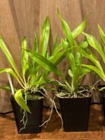 Cochleanthes aromatica x self (3.5” Pot) - Image 4