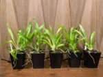 Cochleanthes aromatica x self (3.5” Pot) - Image 2