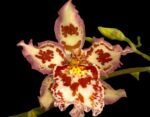 IN SPIKE  Vilsonara Joe Vanilla 'First Out’ (3.5" pot)