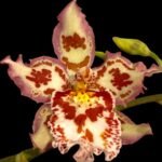 IN SPIKE  Vilsonara Joe Vanilla 'First Out’ (3.5" pot)