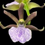 Zygopetalum Triste x sib (3.5” Pot)