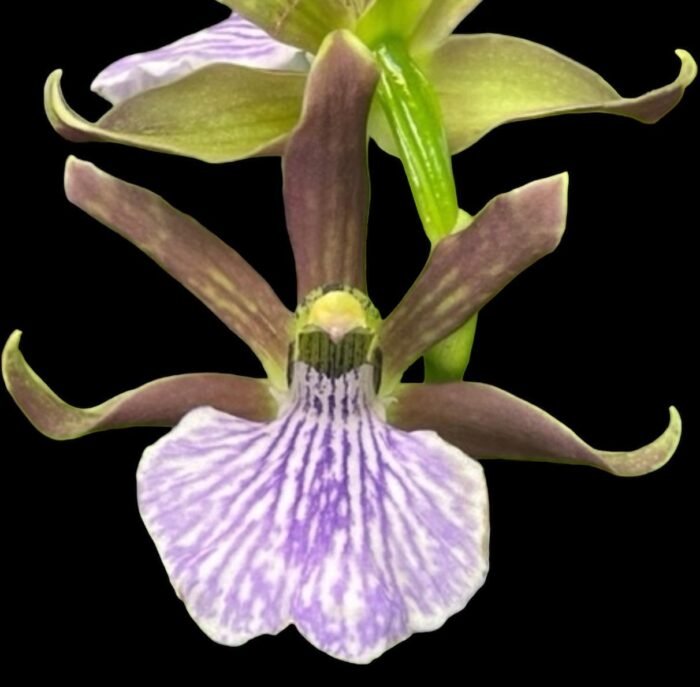 Zygopetalum Triste x sib (3.5” Pot) - Image 1