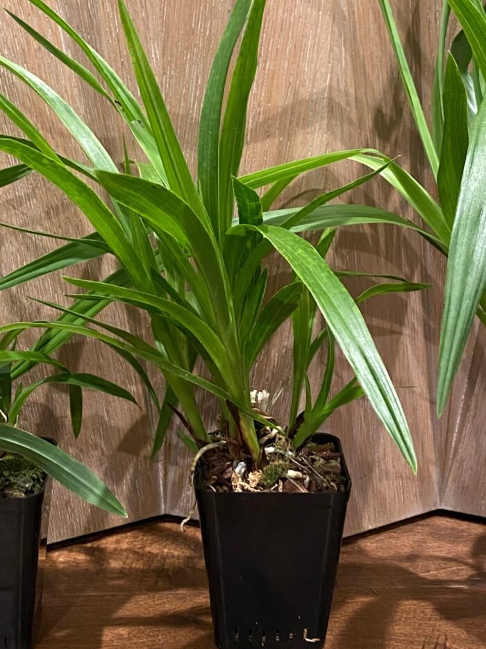 Zygopetalum Triste x sib (3.5” Pot) - Image 4