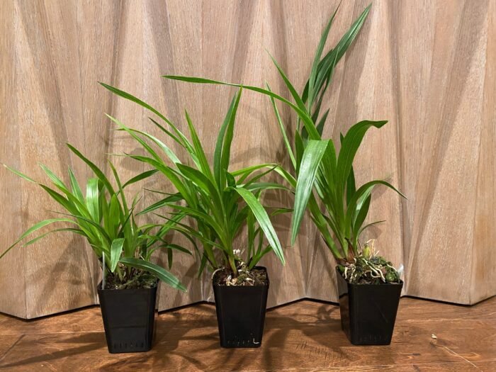 Zygopetalum Triste x sib (3.5” Pot) - Image 2