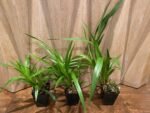 Zygopetalum Triste x sib (3.5” Pot) - Image 6