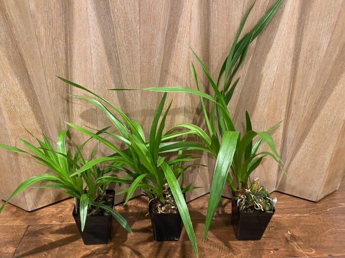 Zygopetalum Triste x sib (3.5” Pot) - Image 6