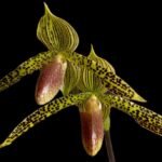 Paph. Iantha Stage (sukhakulli x rothschildianum) (3.5” pot)