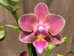 Multi Spikes Phalaenopsis I-Hsin Berry Cutie (3.5” Pot) - Image 3