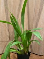 Odontocidium Everglades Elegance ‘Nancy Lee’ HCC/AOS Blooming Size (3.5” Pot) - Image 4