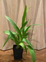Odontocidium Everglades Elegance ‘Nancy Lee’ HCC/AOS Blooming Size (3.5” Pot) - Image 3