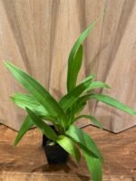 Odontocidium Everglades Elegance ‘Nancy Lee’ HCC/AOS Blooming Size (3.5” Pot) - Image 2