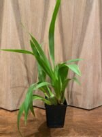 Odontocidium Everglades Elegance ‘Nancy Lee’ HCC/AOS Blooming Size (3.5” Pot) - Image 6