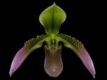 Paph. appletonianum x sib ‘Fox Valley’ AM/AOS x self (BS 2” pot)