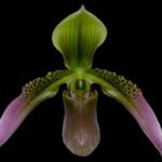 Paph. appletonianum x sib ‘Fox Valley’ AM/AOS x self (BS 2” pot)