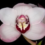 Cymbidium Vanessa Amorosi (3.5" pot)