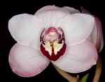 Cymbidium Vanessa Amorosi (5" pot)