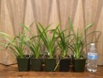 Cymbidium Vanessa Amorosi (3.5" pot) - Image 2