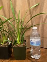 Cymbidium Vanessa Amorosi (3.5" pot) - Image 6
