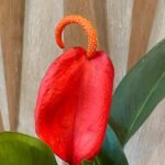 Rare Anthurium scherzerianum Dark Red (4.5” pot)