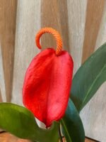 Rare Anthurium scherzerianum Dark Red (4.5” pot)