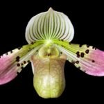 Paph. Albertine Blooming Size (2" pot)