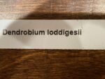 In Buds Dendrobium loddigesii (3.5” pot) - Image 7