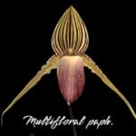 Paph. William Amber ‘#6’ x rothschildianum ‘Black Bird’ (4.5” pot)