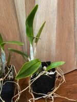 Eplc. Volcano Trick ‘Red Lava’(Lc. Trick or Treat x Epi. stamfordianum) (3.5” Pot) - Image 6