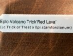 Eplc. Volcano Trick ‘Red Lava’(Lc. Trick or Treat x Epi. stamfordianum) (3.5” Pot) - Image 7