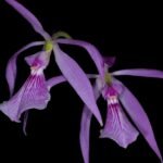 Encyclia adenocaula x sib (3.5” pot)