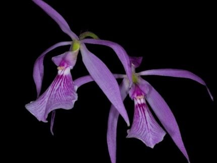 Encyclia adenocaula x sib (3.5” pot)