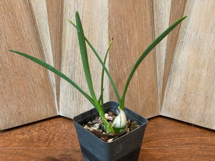 Encyclia adenocaula x sib (3.5” pot) - Image 5
