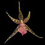 In Spike Arthurara Sea Snake ‘Unforgettable’ (3.5” pot) - Image 3