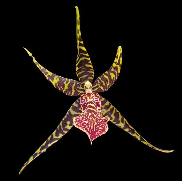 In Spike Arthurara Sea Snake ‘Unforgettable’ (3.5” pot) - Image 3