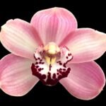 Cymbidium Vanessa Blues (3.5" pot)