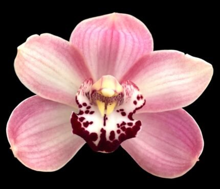 Cymbidium Vanessa Blues (3.5" pot)