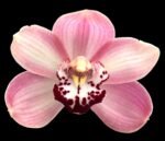 Cymbidium Vanessa Blues (5" pot)