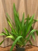 Wilsonara Pacific Passage ‘Handsome’ (3.5” pot) - Image 4